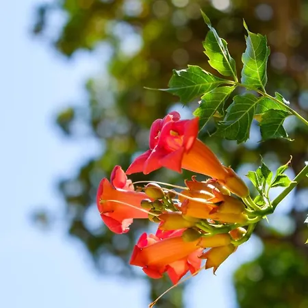 Giselle * Mali Lošinj