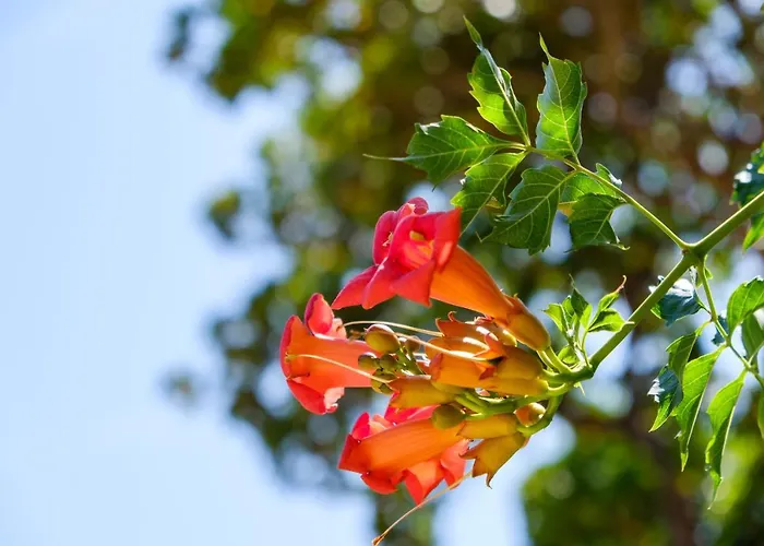 Giselle * マリ・ロシニュ